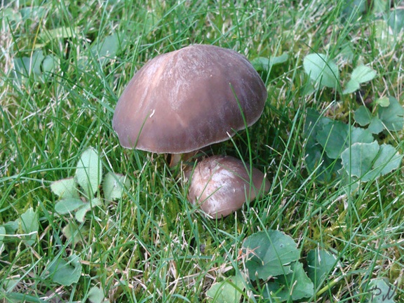 Pilze_37