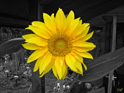 Color Key - Sonnenblume